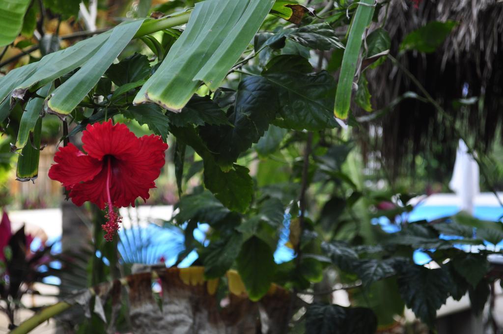 Green Tulum Cabanas & Gardens Kültér fotó
